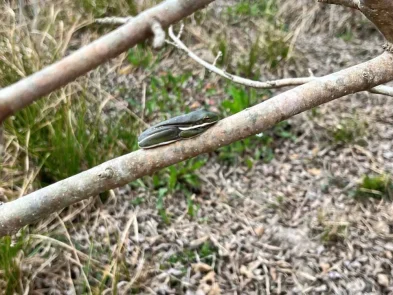 Frog Halls Bayou Watershed