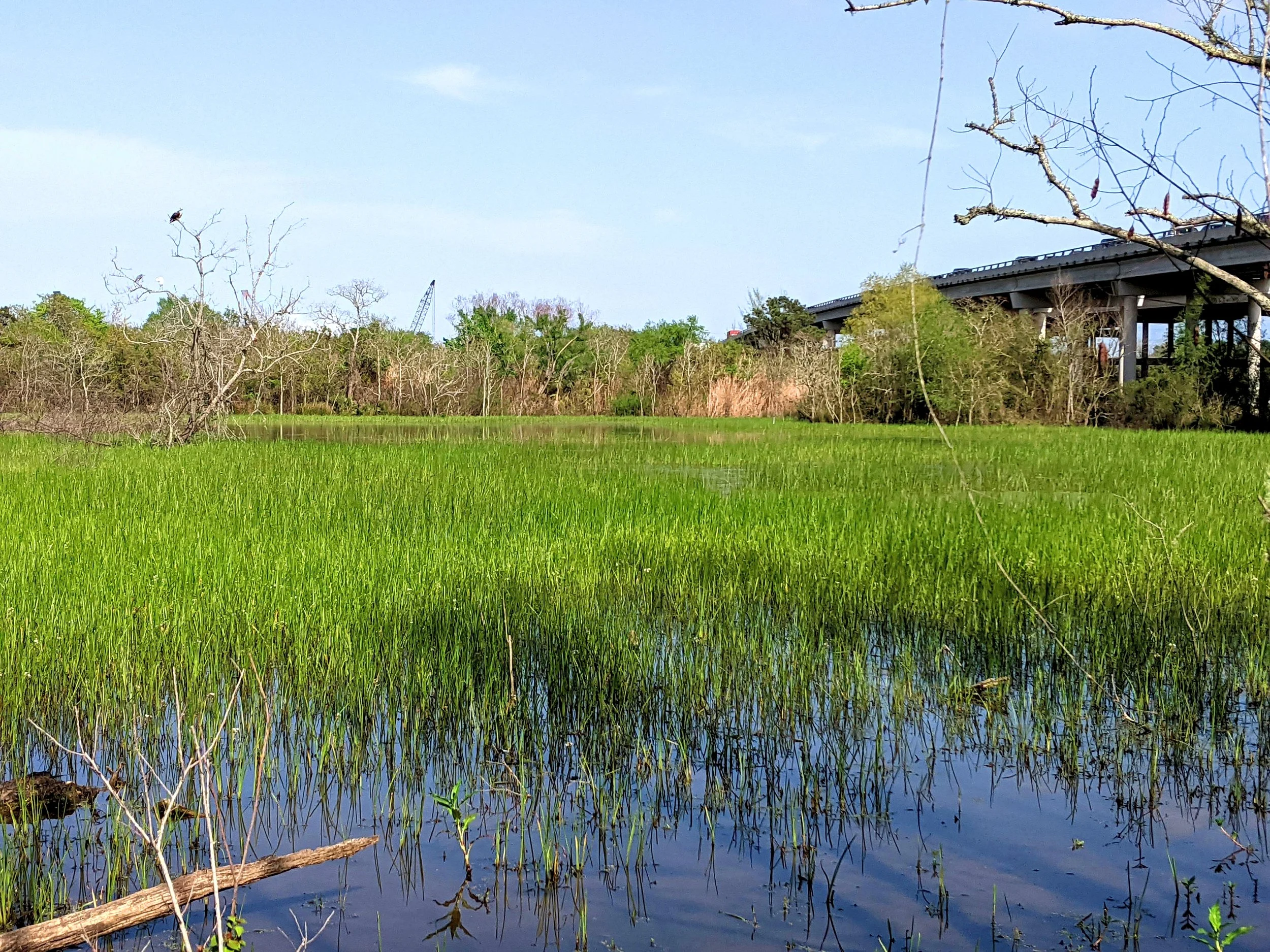 Cedar Bayou